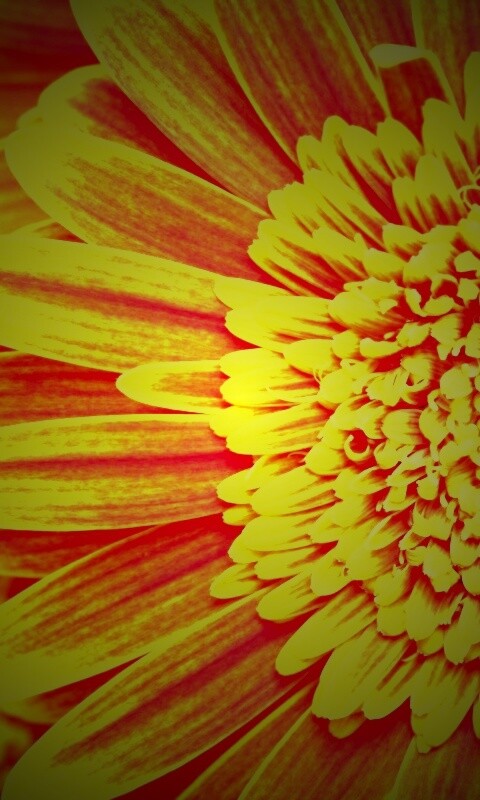 Большой оранжевый гербер обои