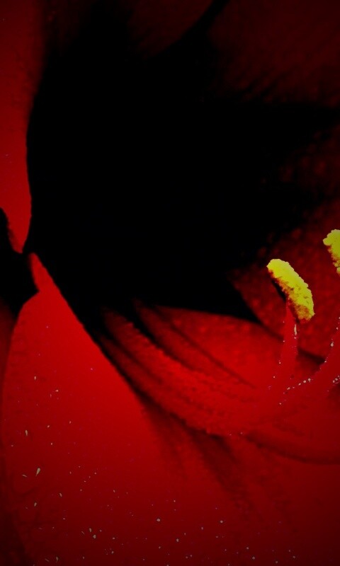 Красная манящая лилия обои