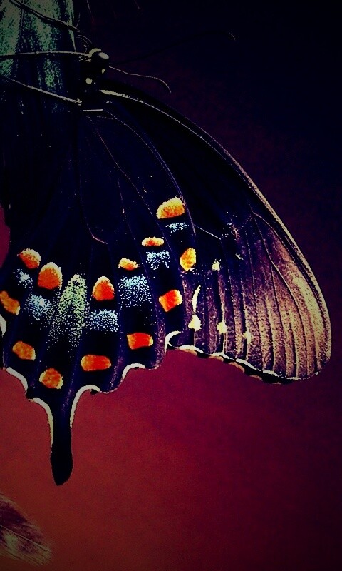 Красивая бабочка обои