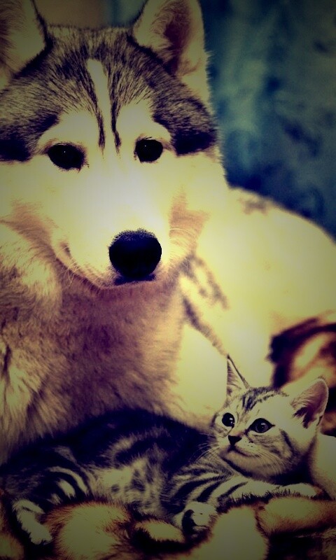 Собака и котенок обои