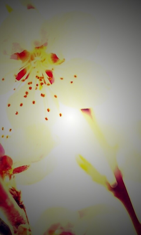 Нежные розовые цветы обои