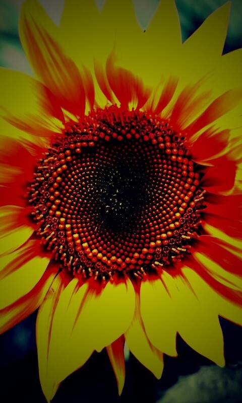 Подсолнух на поле обои