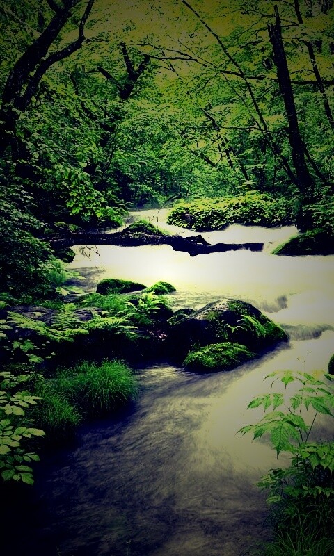 Лесная река обои