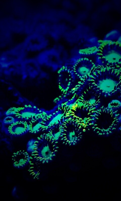 Морское дно обои