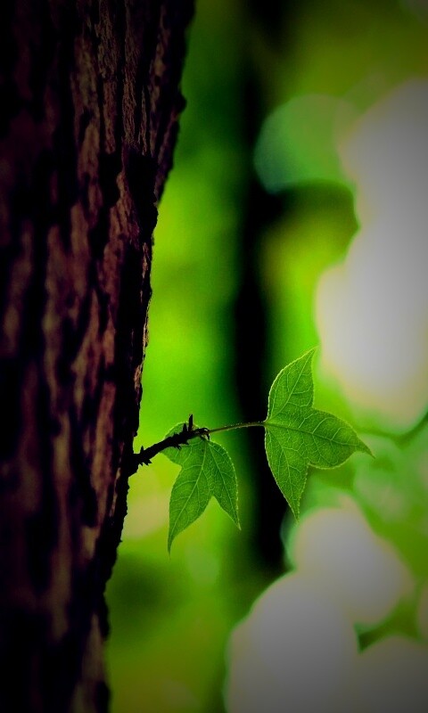Листок на стволе дерева обои
