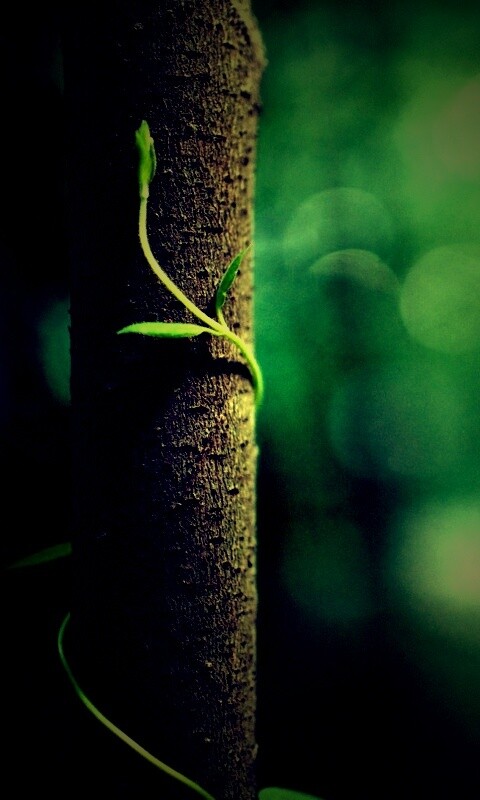 Стебелек на стволе деревца обои