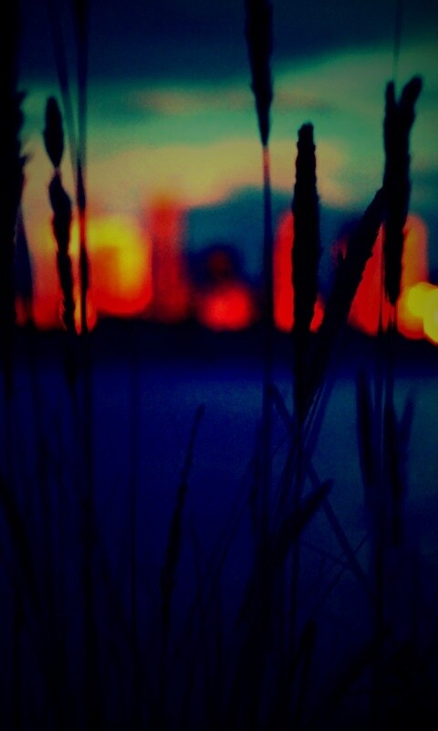 Камыш на фоне вечерних огней обои