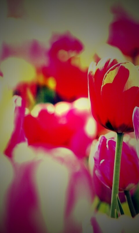 Красивые тюльпаны обои