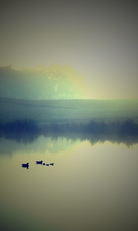 Ducks on a Misty Pond обои