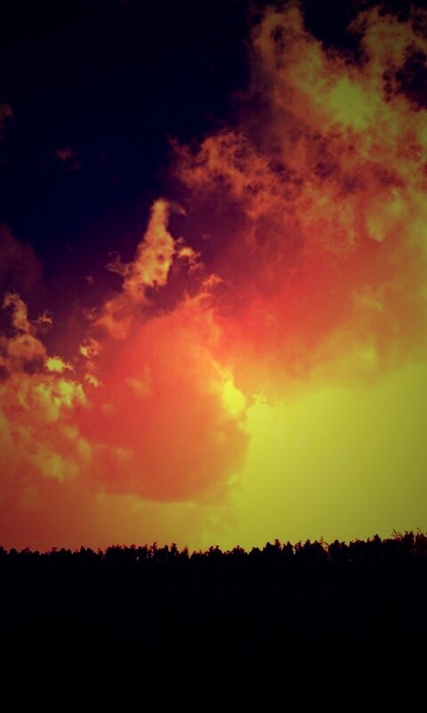 Закат над лесом обои