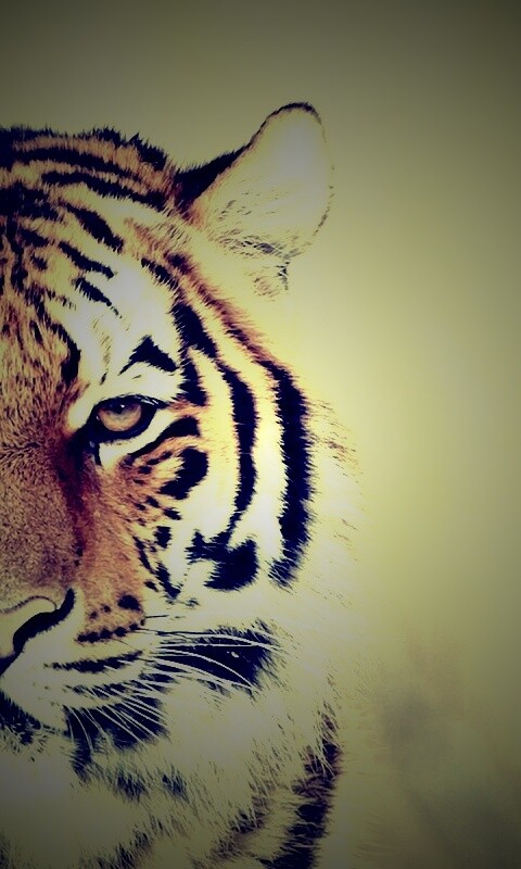 Красавец тигр обои