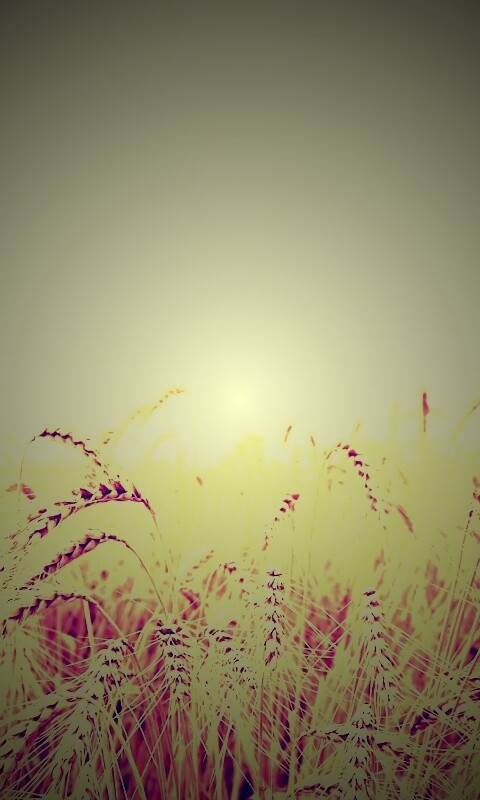 Поле колосьев обои