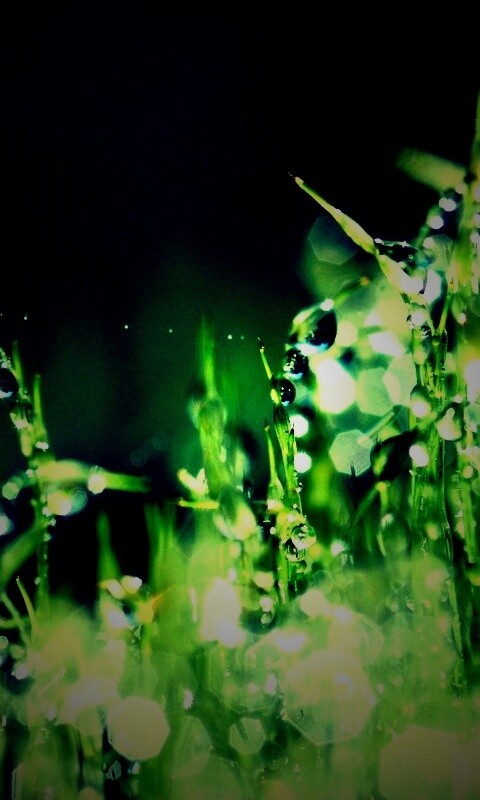 Бусинки росы обои