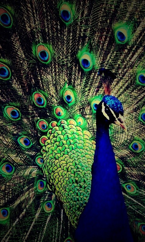 Красивый павлин обои