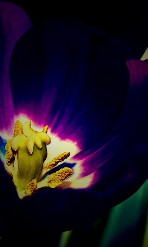 Фиолетовый цветочек обои