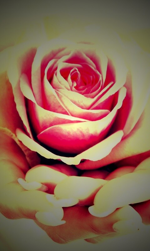 Роза в женских руках обои