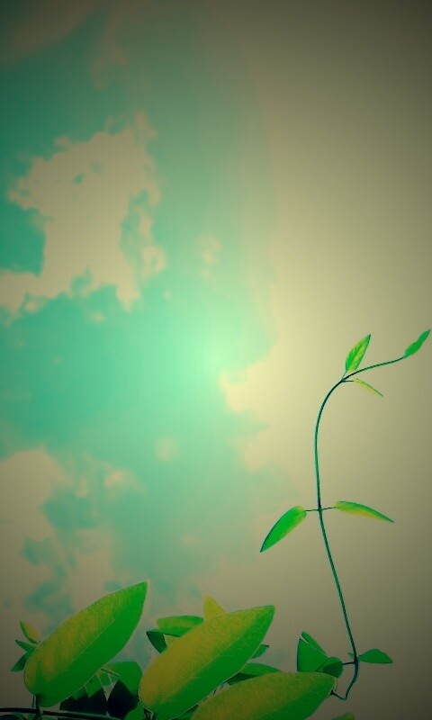 Зеленые ветви на фоне голубого неба обои