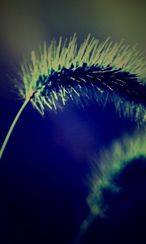 Травинка обои