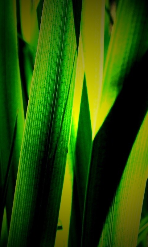 Стебли травы обои