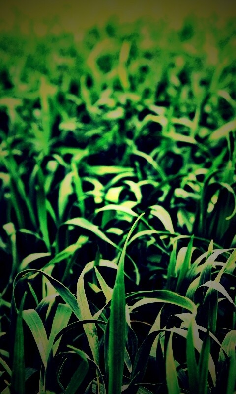 Высокая трава обои