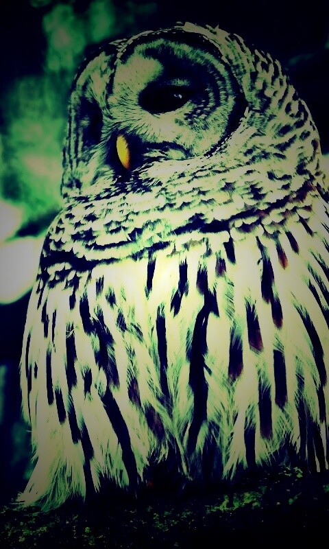 Сова на ветке обои