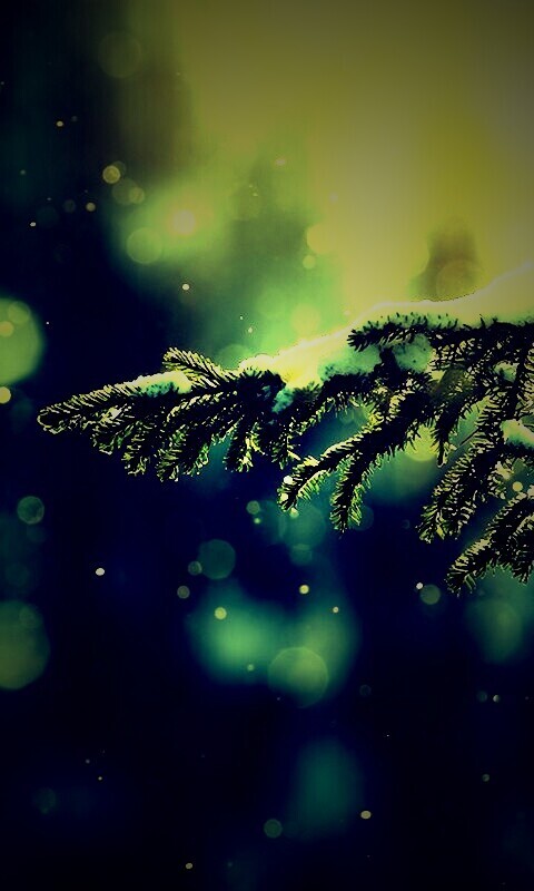 Еловая лапа обои