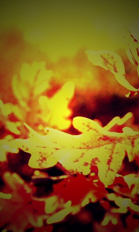 Дубовые листья обои