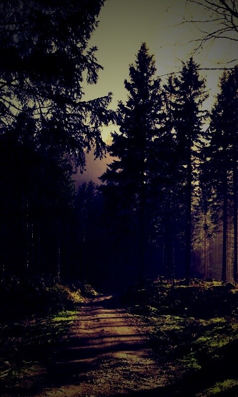 Лесная дорога обои