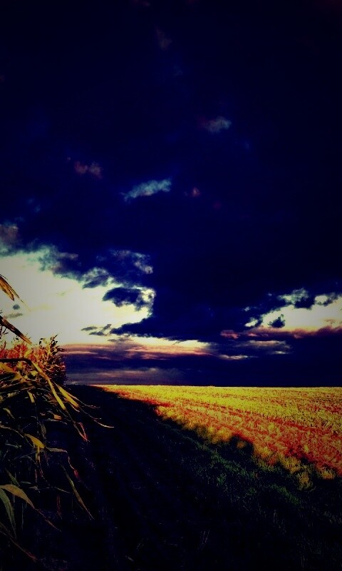 Кукурузное поле обои