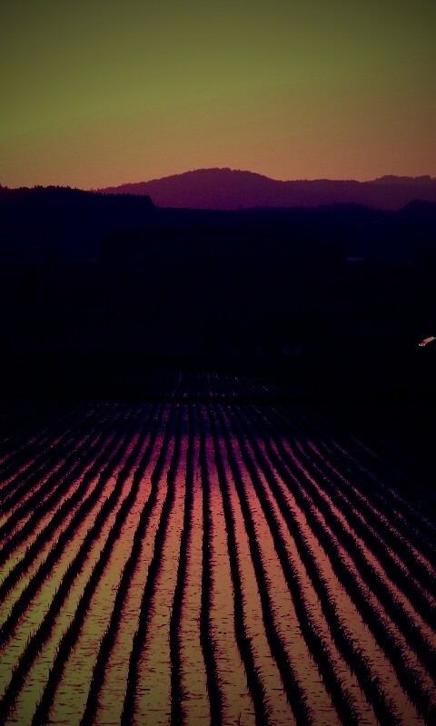 Рисовые поля обои