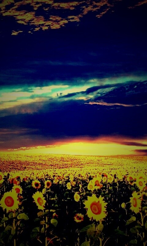 Целое поле подсолнухов обои