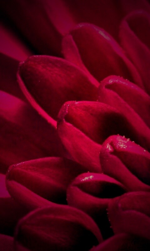 Лепестки хризантемы обои