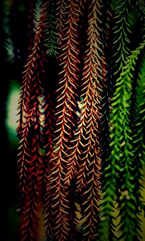 Зеленые колючки обои