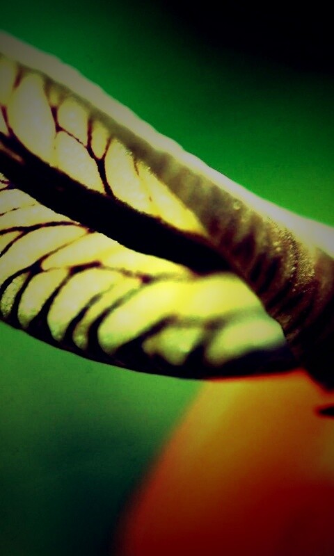 Сетчатый лист обои