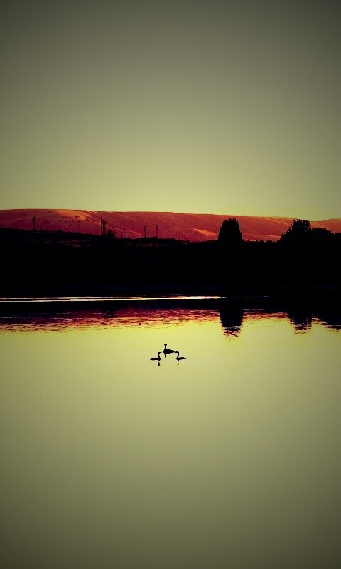 Утиное озеро обои