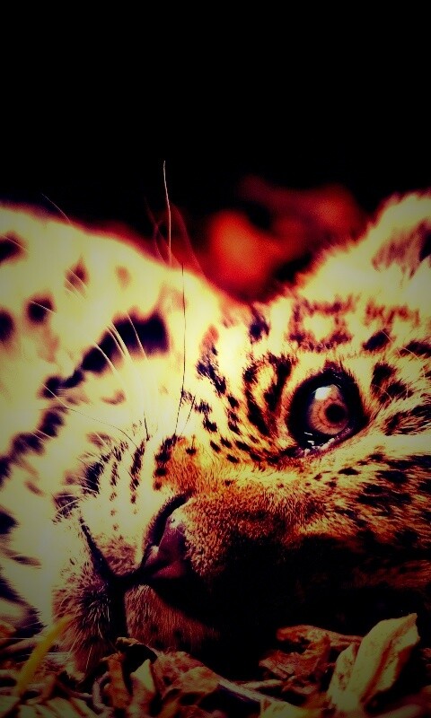 Гепард котенок обои