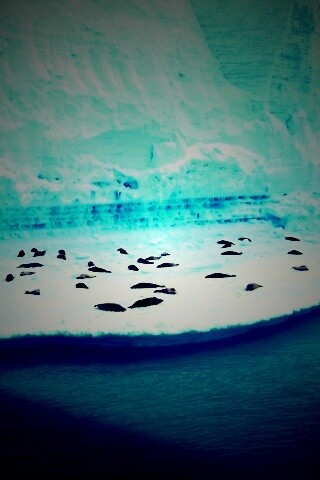 Спящие тюлени обои