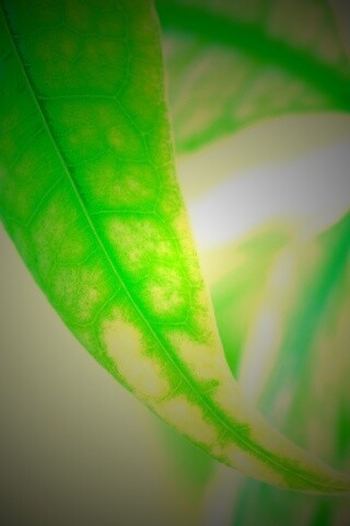 Зеленый листок обои