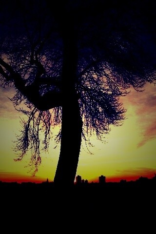 Одинокое дерево обои