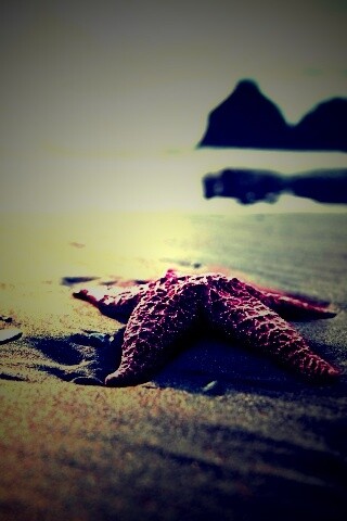 Морская звезда обои