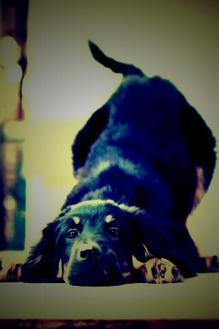 Игривый пес обои