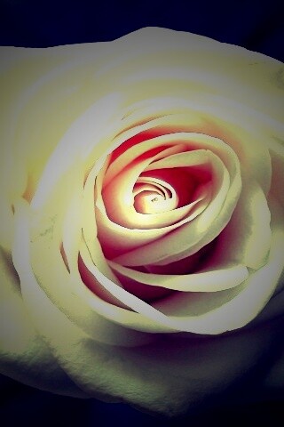 Белая роза обои