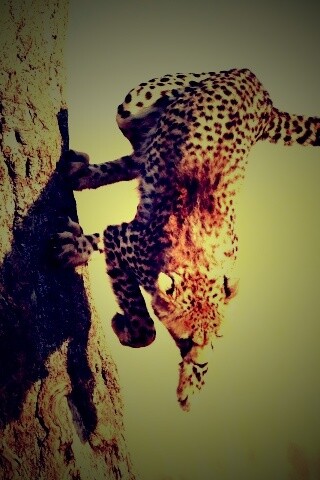 Скалолаз обои