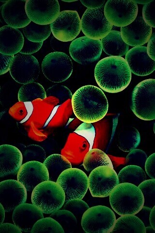 Рыбка клоун стандартные обои iPhone обои