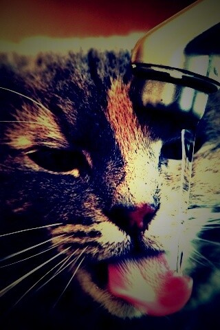 Кот пьет из под крана обои