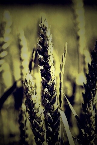Молодые пшеничные колосья обои
