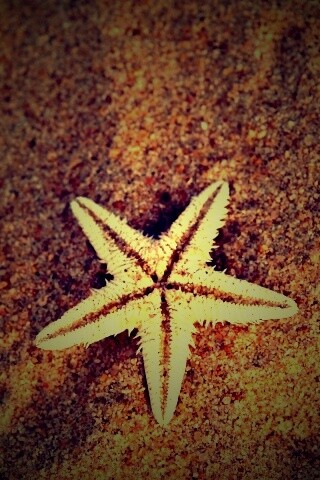 Морская звезда на песке обои