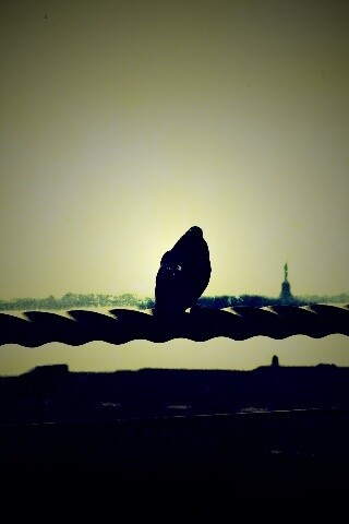 Голубь в Нью-Йоркских доках обои