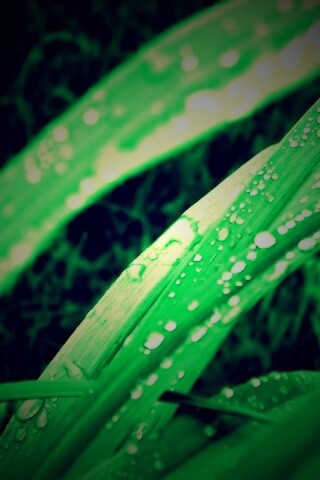 Роса на траве обои