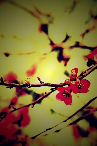 Весеннее цветение обои